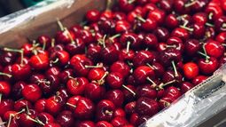 Europa exige sostenibilidad y trazabilidad a la fruta chilena. Los envíos de cerezas y frutos secos están bajo la lupa de la producción responsable. Europa exige sostenibilidad y trazabilidad a la fruta chilena. Los envíos de cerezas y frutos secos están bajo la lupa de la producción responsable.