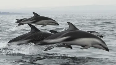El Desconcierto | 19374 delfines.webp