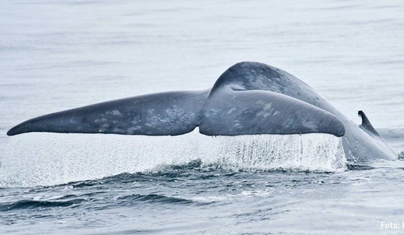 ballena 1 e1656698076890.jpeg
