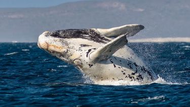 Ballena franca austral.&nbsp;