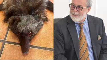 El Desconcierto | 13105 diseno sin titulo 2025 03 20t182057.webp