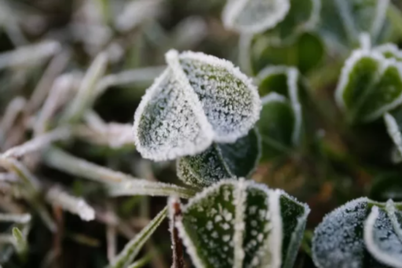 2333 plantas frio.png