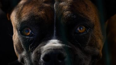Tras brutal ataque a residente brasileña: Sacrifican a varios perros en San Pedro de Atacama