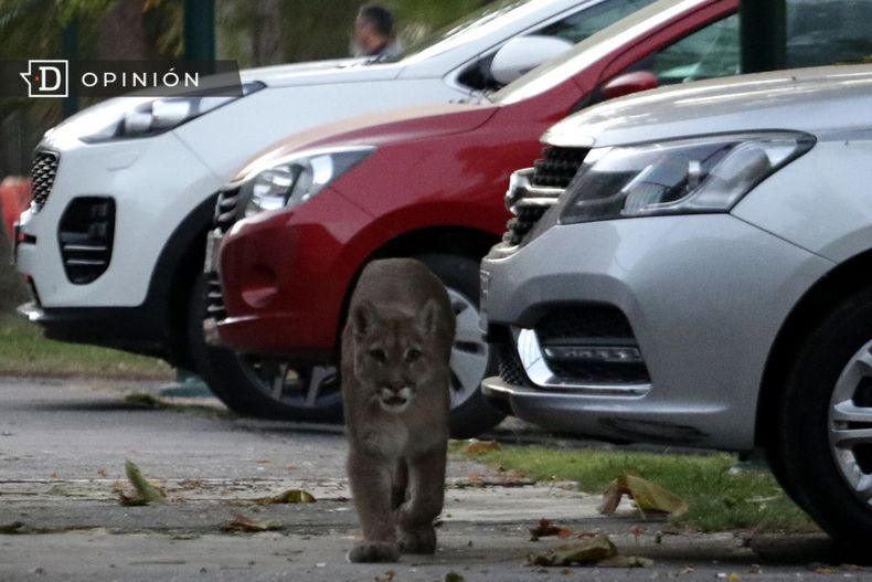 10779 puma caminando en un estacionamiento.jpg
