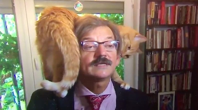 gato 1.jpg