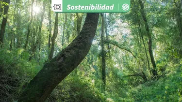 Regenerar los bosques chilenos: Acuerdo impulsa proyectos forestales que incorporan financiamiento de los mercados de carbono