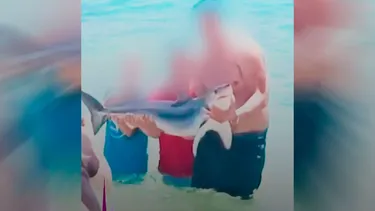 Alcalde de El Quisco anuncia querella contra turistas que sacaron tiburón del mar para sacarse selfies: Animal murió