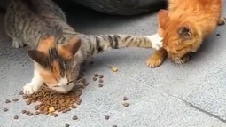 VIDEO| Gato que defiende su comida con uñas y dientes se vuelve viral