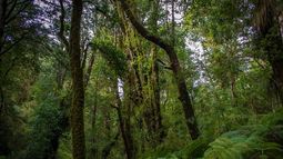 SMA inicia procedimiento contra proyecto inmobiliario con loteos dentro del Parque Nacional Puyehue