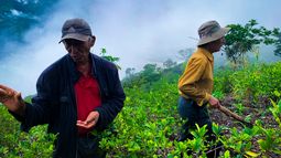 Hermanos Genaro y Ricardo Ccahuana, agricultores tradicionales de coca. Mazapata, La Convención, Perú.