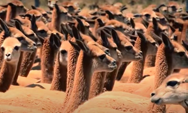 Vicunas.jpg