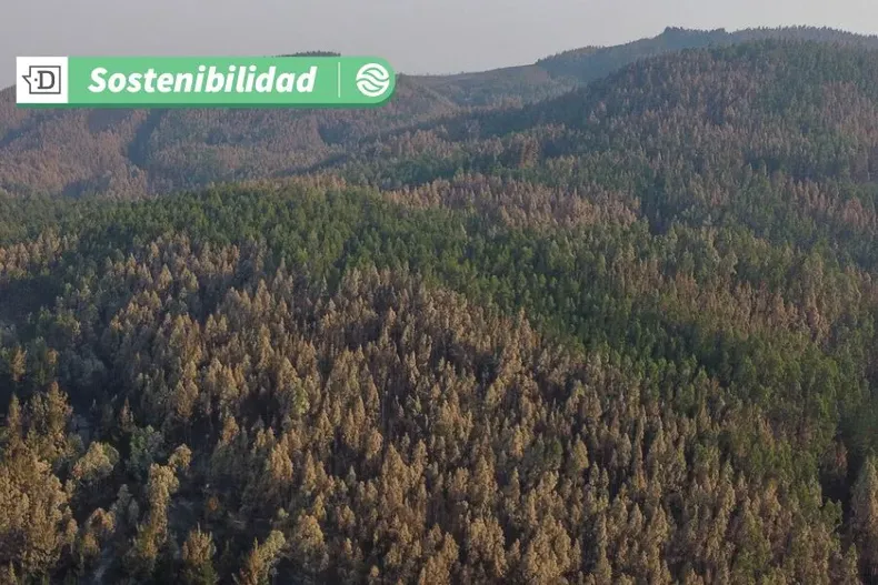 13550 diseno sin titulo 21.webp