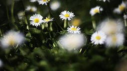 Hoy comienza oficialmente la primavera en el Hemisferio Sur
