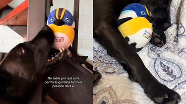 VIDEO| Bienvenido a la familia: Perrito tiene un peluche de Fiu y duerme con él