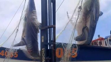 No sería un tiburón blanco: Las dudas que deja el registro del animal capturado en el Maule