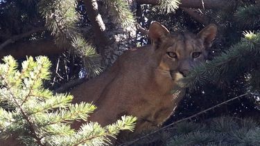 Puma muere atropellado en Los Lagos: Esta es la principal recomendación que hicieron a automovilistas