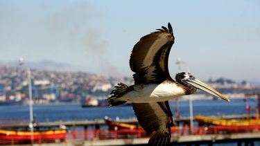 Influenza aviar en Chile: ¿Cuáles son sus síntomas y qué recomendaciones se deben seguir?