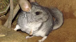 Chinchilla de cola larga: La especie que aplazó una mega desaladora y que lucha por no desaparecer otra vez