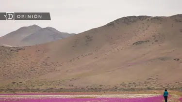 El Desconcierto | 30310 una mujer caminando en el desierto florido.webp