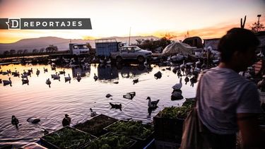 Nueva planta de aguas servidas en Quilicura: Vecinos en peligro y humedal desprotegido