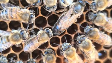 Por el cuidado de las abejas. La U. Mayor y el GORE de OHiggins están respondiendo a la crisis apícola generada por la mega sequía que azota a Chile.