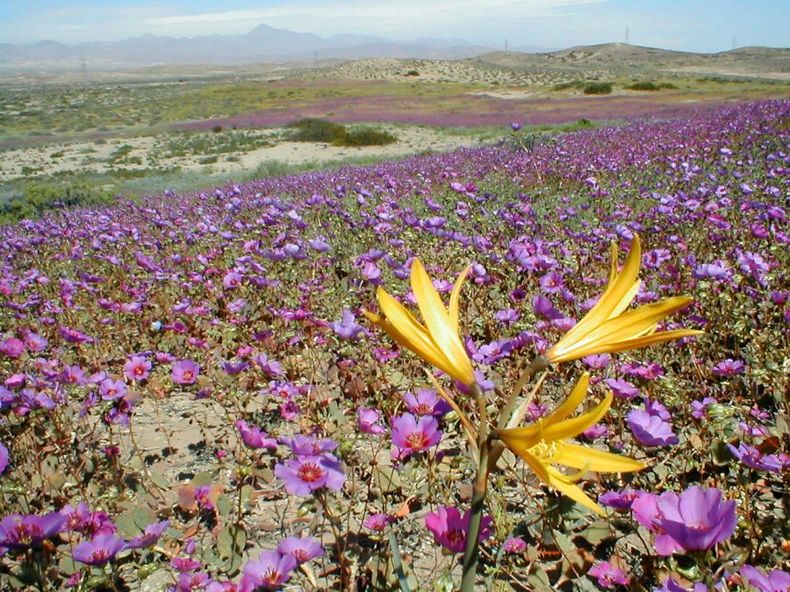 Desierto florido 02 L e1661271967277.jpg