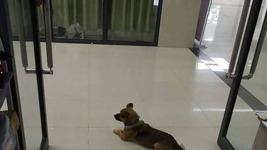 FOTOS| La historia del perro que conmueve al mundo: Espera a su dueño que falleció por COVID-19 hace tres meses