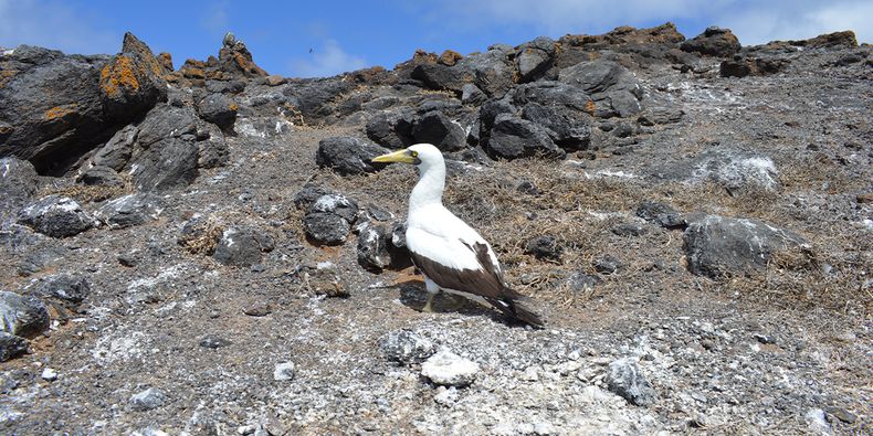 Piquero blanco (Sula dactylatra) en la isla San Ambrosio. Foto: Arón Cádiz.&nbsp;