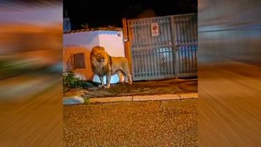 VIDEO| Con helicóptero, visor infrarrojo y anestesia: Así atraparon al león que escapó de circo