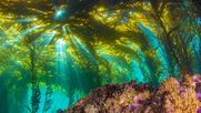 Los bosques marinos capturan carbono y lo entierran en sedimentos por milenios. Chile es un actor clave para el mercado global de bonos de carbono azul.