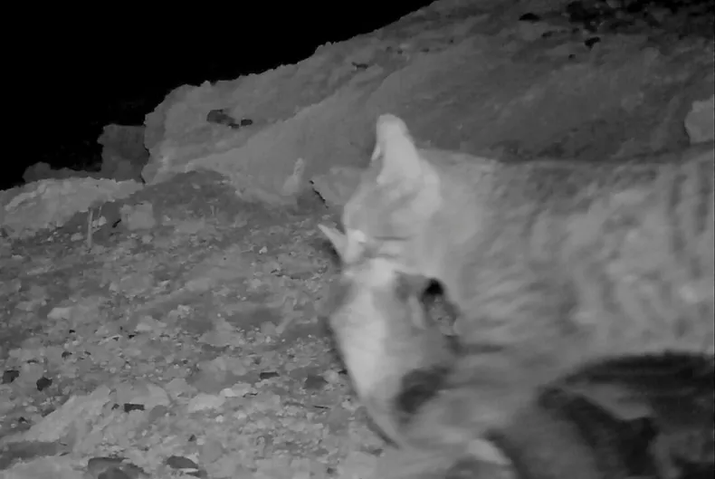 18359 30 06 2025 fardela 1 1536x864.webp