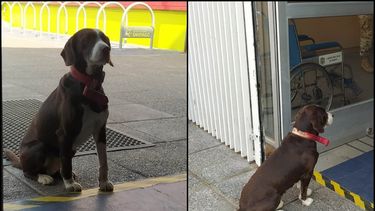 Alcalde Vodanovic solicita ayuda: Votante olvidó a su perrito en local y sigue esperándolo