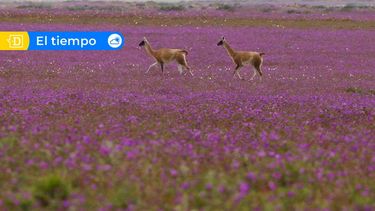 Región de Atacama pasará de las lluvias al intenso calor y Santiago superará los 32°C