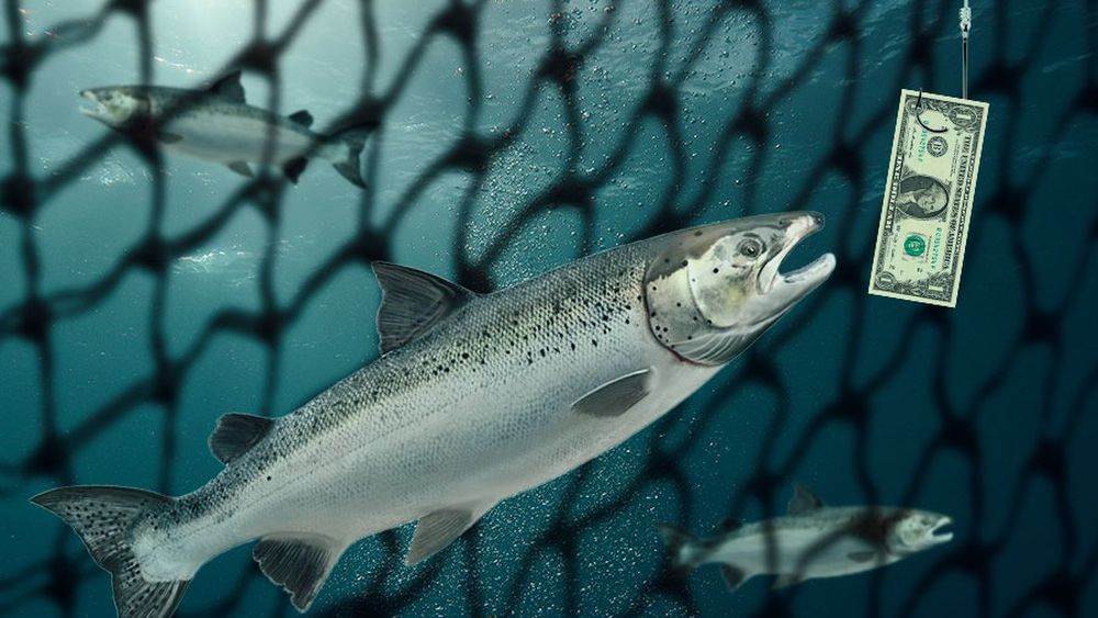 Las utilidades de las 7 familias dueñas del mar tras larga lucha por anular Ley de Pesca