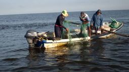 Pescadores artesanales del Biobio piden veda de la sardina debido a tamaño muy pequeño