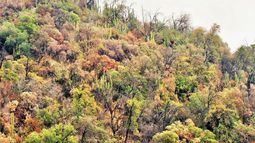 Deforestación mundial se acelera con el aumento de un 4% de la pérdida de bosques en 2022