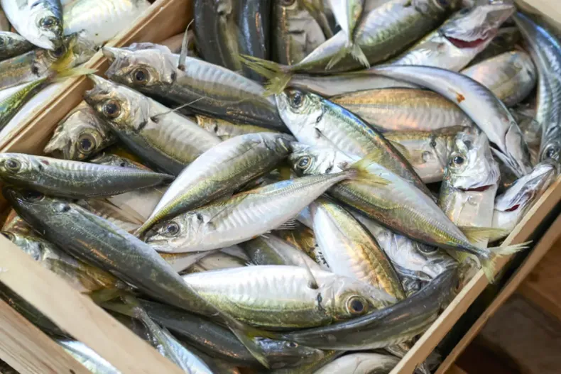 11919 diseno sin titulo 2025 02 21t205635.webp