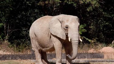Argentino murió aplastado por un elefante mientras se encontraba de caza en Namibia