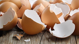Científicos chilenos crean plástico biodegradable hecho de cáscaras de huevo