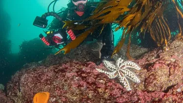 El Desconcierto | 22315 buceando en el refugio marino de ventanas.webp