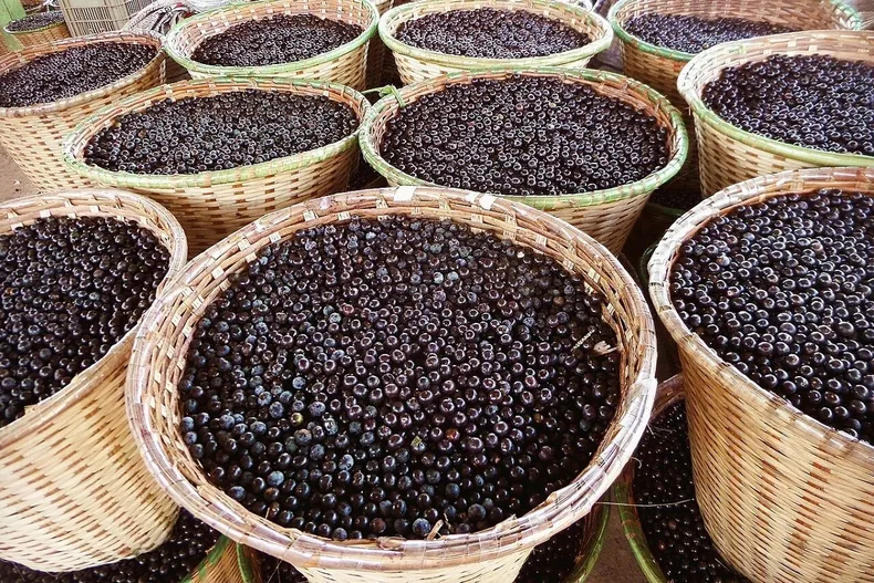 30325 acai.webp