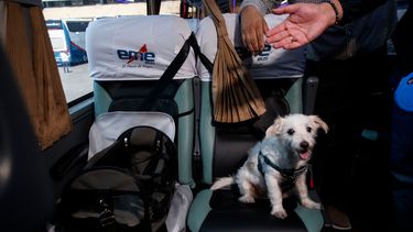 El Desconcierto | Mascotas deben viajar en asiento independiente.jpg