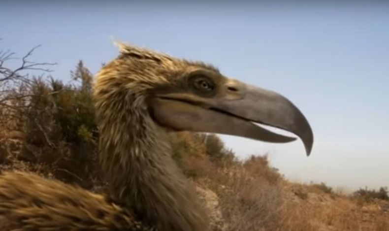 Ave National Geographic.jpg