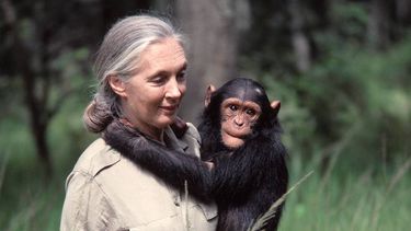 El Desconcierto | jane goodall 1.jpg