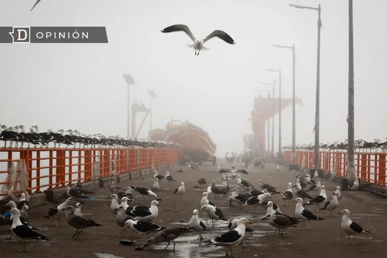 9372 gaviotas en la caleta portales de valparaiso.webp