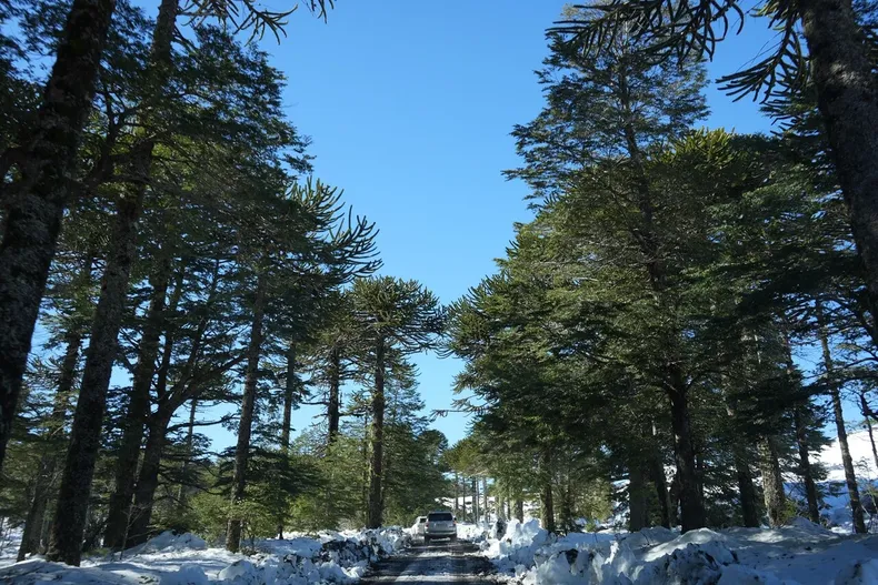 brecha digital la araucania encabeza listado de comunas en categoria baja de digitalizacion.webp