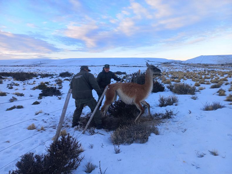 Guanaco enredado en un alambrado en&nbsp; la Patagonia argentina.&nbsp;