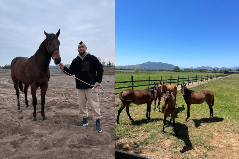 los millonarios montos del remate de caballos de elite de arturo vidal  uno alcanzo las 2 cifras.png