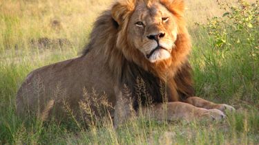 Cazador ilegal fue devorado por una manada de leones en Sudáfrica