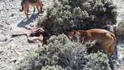fauna silvestre y ganado: mas alla de los perros ferales